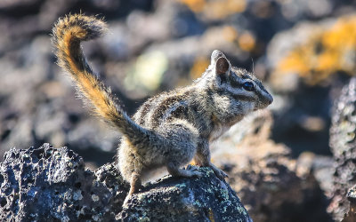 Yellow-Pine Chipmunk along the North Crater Trail in Craters of the Moon National Monument