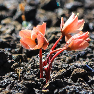 Tiny flower blooming in the cinders along the North Crater Trail in Craters of the Moon National Monument