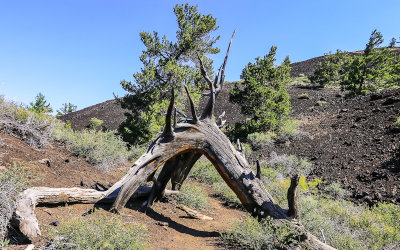 A toppled tree forms an archway over the North Crater Trail in Craters of the Moon National Monument