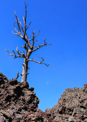 Lava rocks and a barren tree frame the moon along the North Crater Trail in Craters of the Moon National Monument