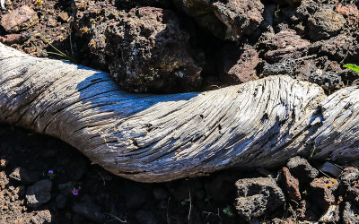 An old exposed tree root frozen against lava rock along the North Crater Trail in Craters of the Moon National Monument