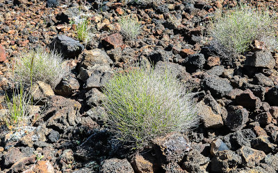 Brush grows sparingly in the lava rocks along the North Crater Trail in Craters of the Moon National Monument 