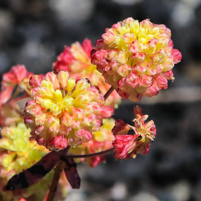 Colorful Buckwheat blooms along the North Crater Trail in Craters of the Moon National Monument