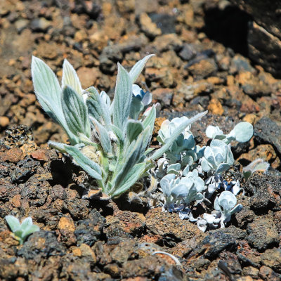 Bitterroot plant along the North Crater Trail in Craters of the Moon National Monument