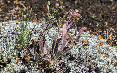 Assortment of plant life grows together along the Wilderness Trail in Craters of the Moon National Monument