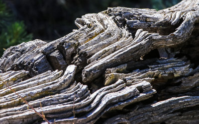 Weather worn tree trunk along the Wilderness Trail in Craters of the Moon National Monument