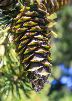 Sap dripping from a pine cone along the Wilderness Trail in Craters of the Moon National Monument