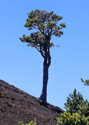 Tree growing on the steep side of a cinder cone along the Wilderness Trail in Craters of the Moon National Monument