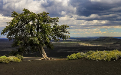 Dark clouds over a large tree growing from the cinders on top of the Inferno Cone in Craters of the Moon National Monument