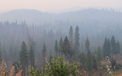 Smoke fills the forest during the 2018 Ferguson Fire in Yosemite National Park