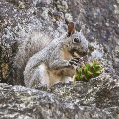 A Western gray squirrel works on a pine cone in the Hetch Hetchy Valley in Yosemite National Park