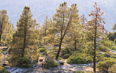 Trees are backlit by the late afternoon sun in the Hetch Hetchy Valley in Yosemite National Park