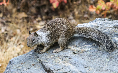 A California ground squirrel in the Hetch Hetchy Valley in Yosemite National Park