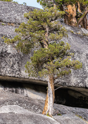 A tree growing from a crack in the granite along the Tioga Road in Yosemite National Park
