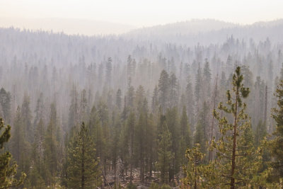 Trees stand shrouded in smoke along the southern end of the Tioga Road in Yosemite National Park