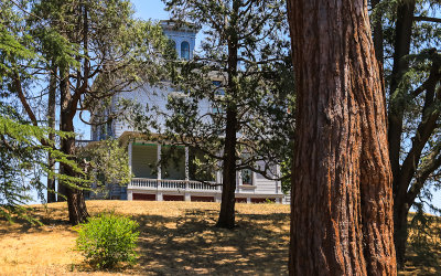 Trunk of the Sequoia planted by John Muir in the 1880s with his home in the background in John Muir National Historic Site
