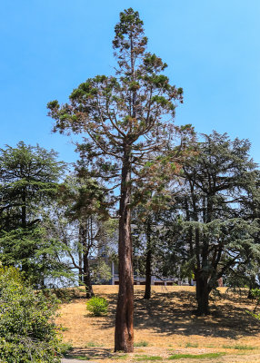 The Sequoia sapling planted by Muir at his home in the 1880s; now over 75 feet tall in John Muir National Historic Site