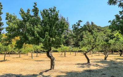 Apricot and Pear trees in the orchard in John Muir National Historic Site