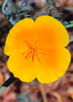 A blooming flower in John Muir National Historic Site