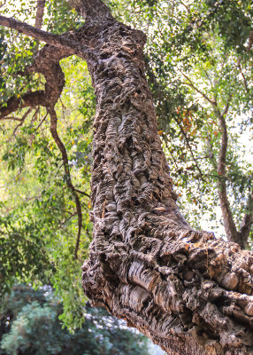 Cork tree imported from France growing at the Korbel Champagne Cellars