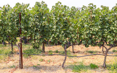 A line of grape vines in Napa Valley