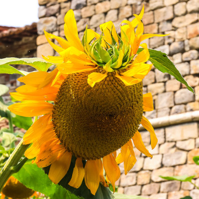 Sunflower outside at the Castello di Amorosa Winery in Napa Valley