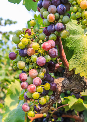 Grapes on the vine at the Castello di Amorosa Winery in Napa Valley
