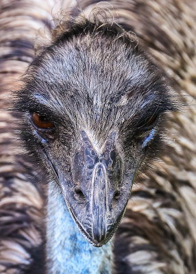 Emu close up at the Castello di Amorosa Winery in Napa Valley