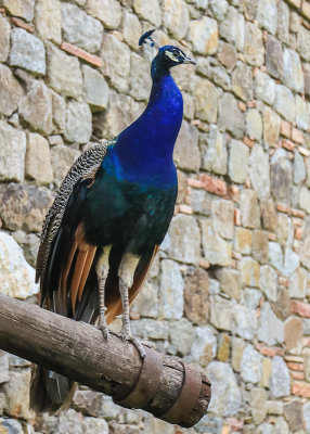 Peacock at the Castello di Amorosa Winery in Napa Valley