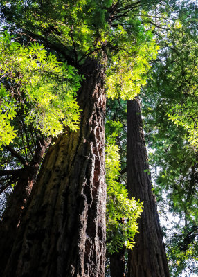 Muir Woods National Monument  California (2018)