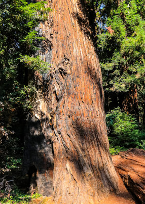 The base of a Redwood in Muir Woods National Monument