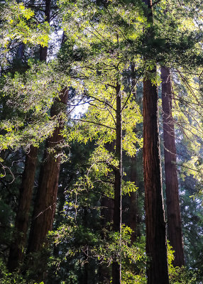 Sunlight in the Redwood canopy in Muir Woods National Monument