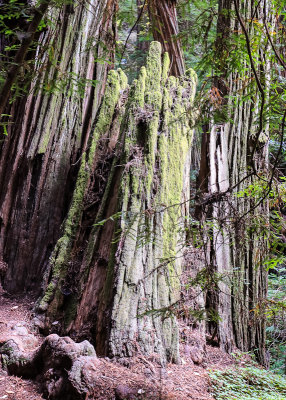The moss covered stump of a fallen Redwood in Muir Woods National Monument