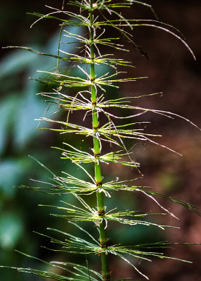 Sunlight on a forest plant in Muir Woods National Monument