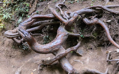 Shallow Redwood roots lay bare in Muir Woods National Monument