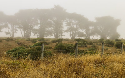 Side view of the Cypress Tree Tunnel blanketed by fog in Point Reyes National Seashore 