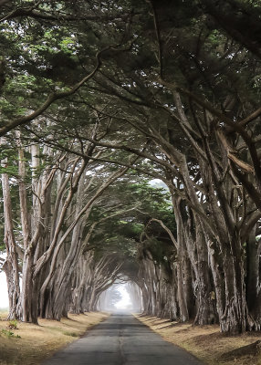 Looking down the Cypress Tree Tunnel in Point Reyes National Seashore