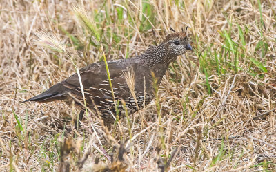 A quail in the brush in Point Reyes National Seashore