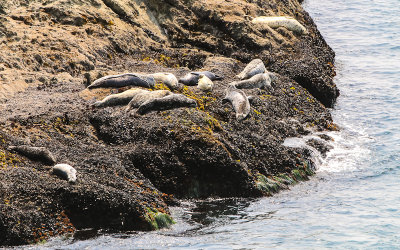 Sea Lions on the rocks in Point Reyes National Seashore