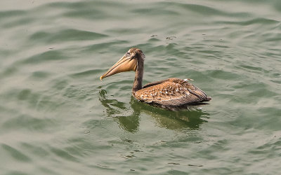 A Pelican in Drakes Bay in Point Reyes National Seashore