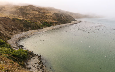 A bird covered Drakes Beach in Point Reyes National Seashore