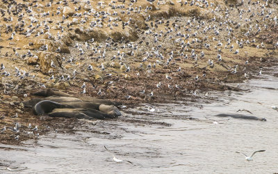 A handful of Elephant Seals on Drakes Beach in Point Reyes National Seashore