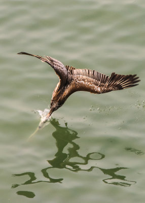 A Pelican dives after a fish in Drakes Bay in Point Reyes National Seashore