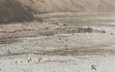 Drakes Bay overwhelmed by birds in Point Reyes National Seashore