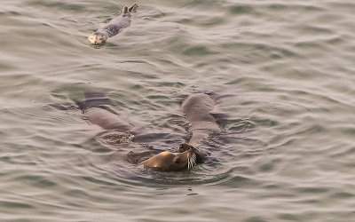 Sea Lions in Drakes Bay in Point Reyes National Seashore