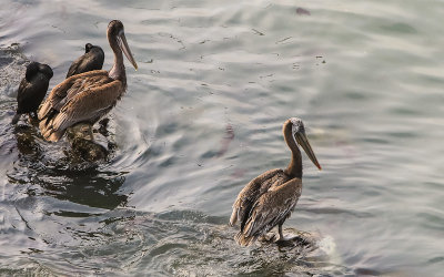 Pelicans on the shore of Drakes Bay in Point Reyes National Seashore
