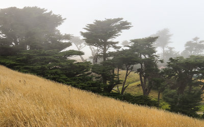 Cypress trees in the fog in Point Reyes National Seashore