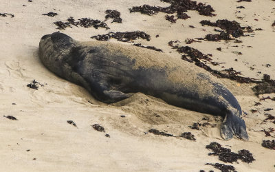 A large Elephant Seal from the Chimney Rock Trail in Point Reyes National Seashore
