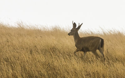 A Deer moves through the tall grass and fog in Point Reyes National Seashore