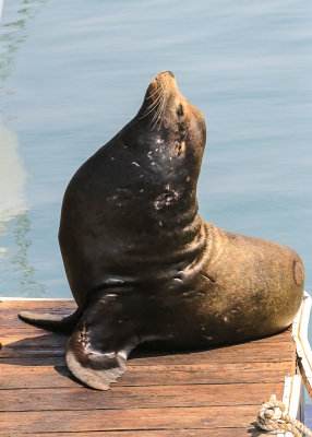 Harbor seal sunning itself on the pier in San Francisco Maritime NHP